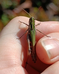 Omocestus viridulus