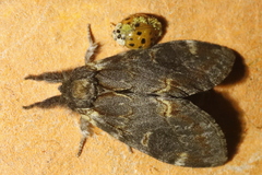 Notodonta dromedarius