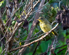 Geothlypis poliocephala