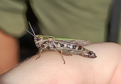 Omocestus viridulus