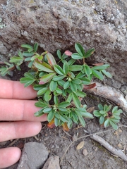 Sibbaldiopsis tridentata