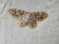Idaea barbuti