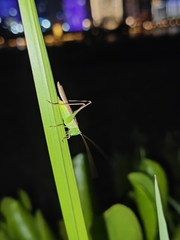 Conocephalus maculatus