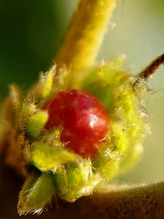 Andricus quercusfrondosus