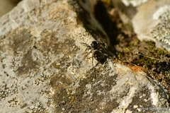 Heliophanus cupreus