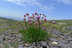 Armeria bigerrensis microcephala