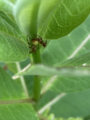 Araneus trifolium