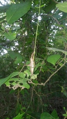 Gryllus