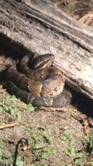 Agkistrodon piscivorus