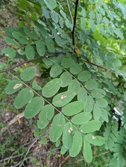Robinia