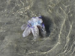 Rhizostoma pulmo