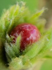 Andricus quercusfrondosus