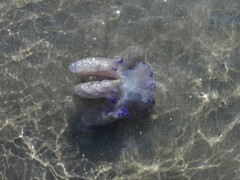 Rhizostoma pulmo