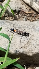 Ammophila procera