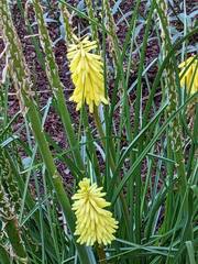 Kniphofia uvaria