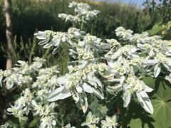 Euphorbia marginata