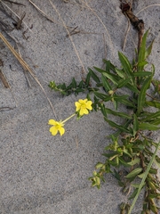 Oenothera parviflora