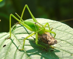 Neobarrettia sinaloae