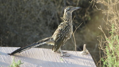 Geococcyx californianus