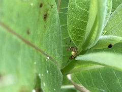 Araneus trifolium