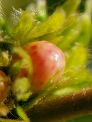 Andricus quercusfrondosus