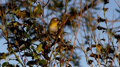 Zosterops virens capensis