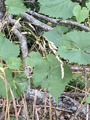 Vitis aestivalis