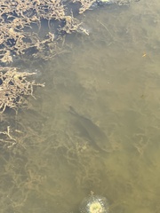 Micropterus salmoides