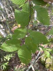 Betula alleghaniensis