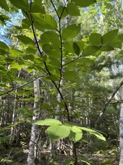 Betula alleghaniensis