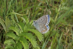 Polyommatus