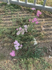 Achillea millefolium