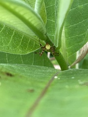 Araneus trifolium