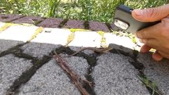 Takydromus stejnegeri