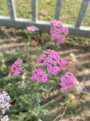 Achillea millefolium