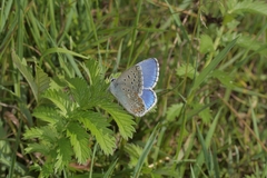 Polyommatus