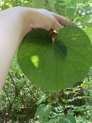 Menispermum canadense