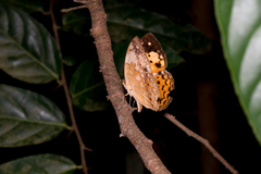 Cupha erymanthis lotis