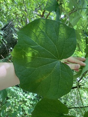 Menispermum canadense