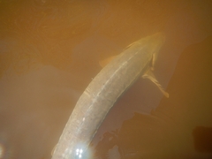 Acipenser fulvescens