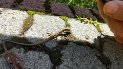 Takydromus stejnegeri