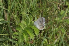 Polyommatus