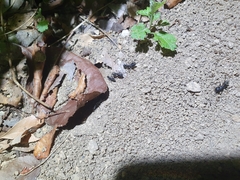 Camponotus japonicus