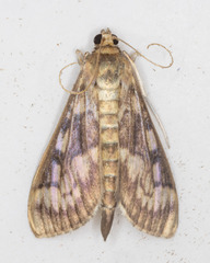 Herpetogramma
