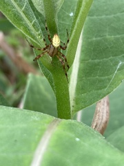 Araneus trifolium