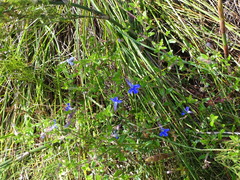 Lobelia neglecta