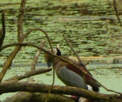 Callonetta leucophrys