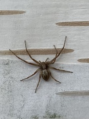 Philodromus aureolus