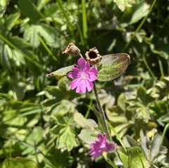 Silene dioica
