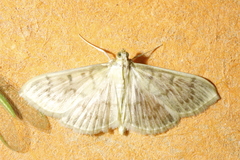 Patania ruralis